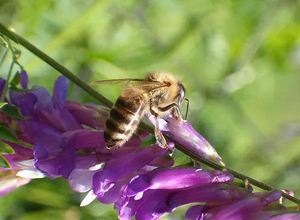 Pčela na grahorici